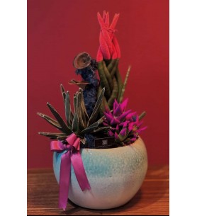 Terrarium Özel seramik saksıda ithal sukulentler